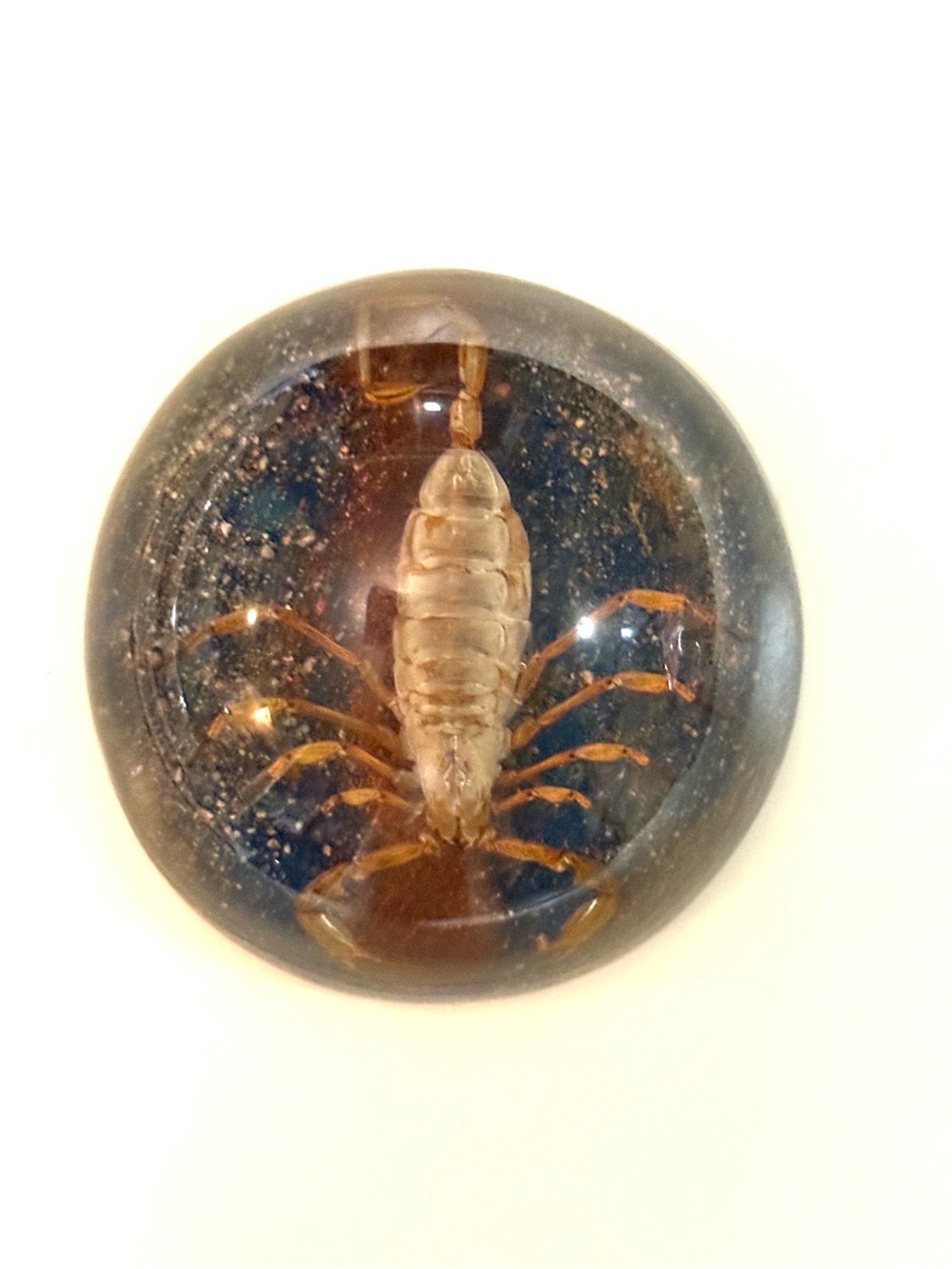 Vtg Real Scorpion Half Dome Paperweight, Felt Bottom